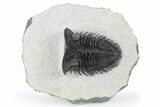 Tower-Eyed, Erbenochile Trilobite - Ou Driss, Morocco #254075-2